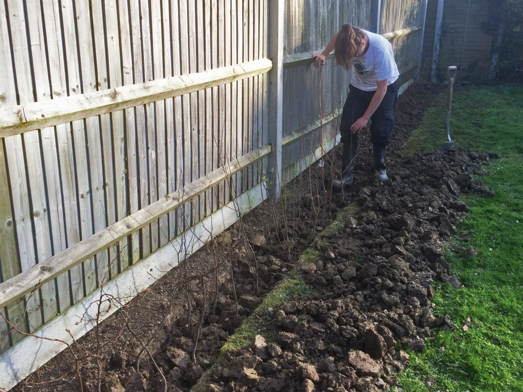 Hedge planting - placing the plants and firming down.