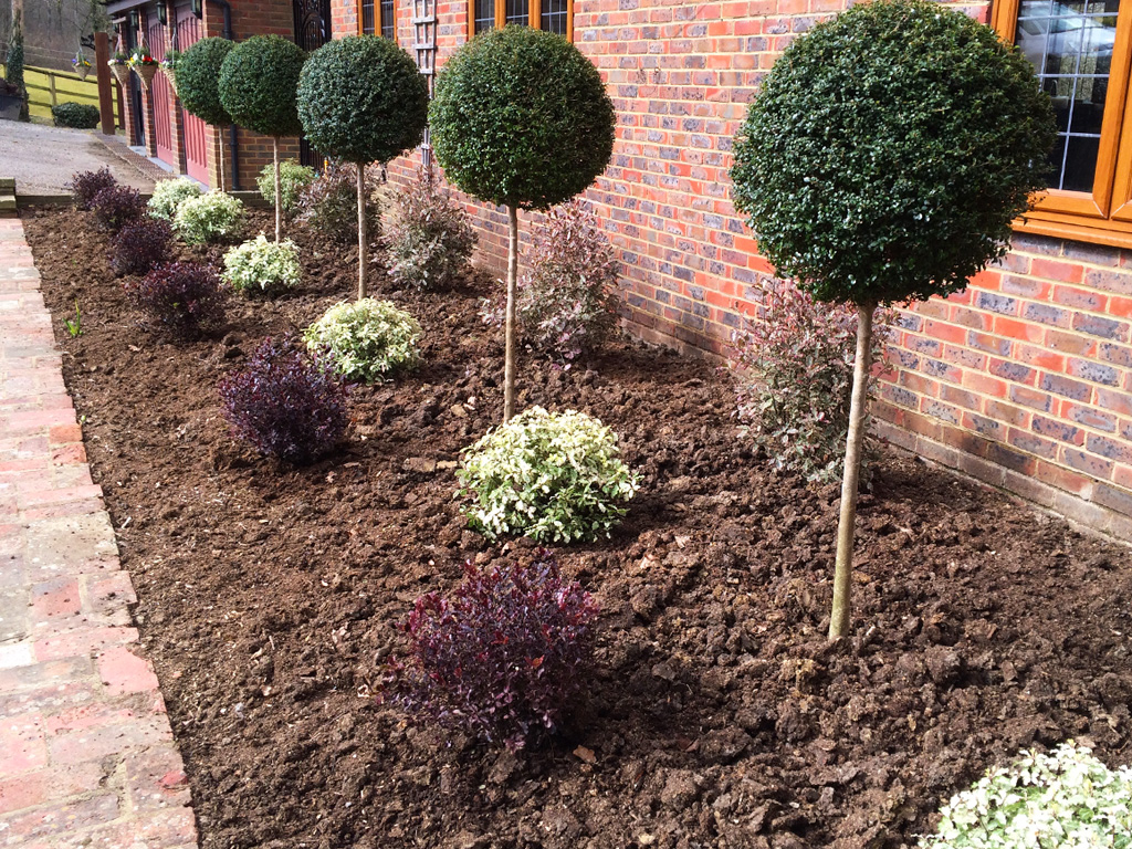 Planting phase 1: Structural planting of evergreen shrubs.